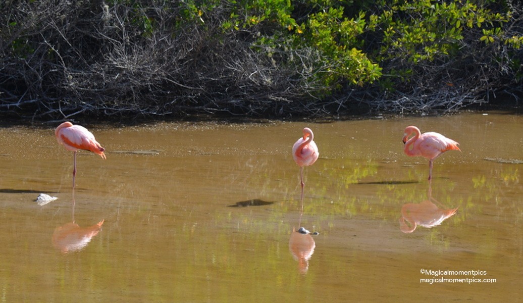 American-Flamingos