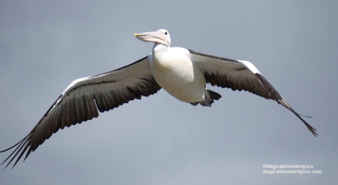 Australian-Pelican