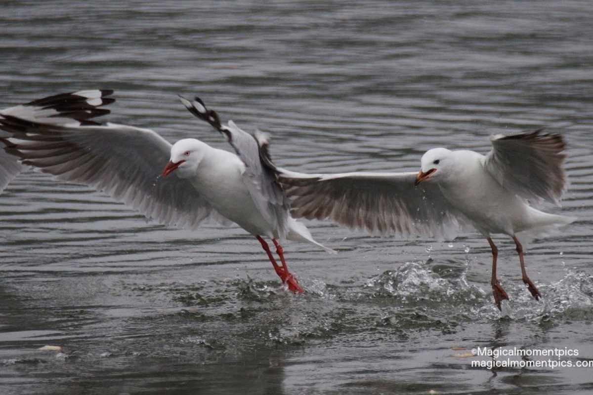 Australian-Silver-Gull
