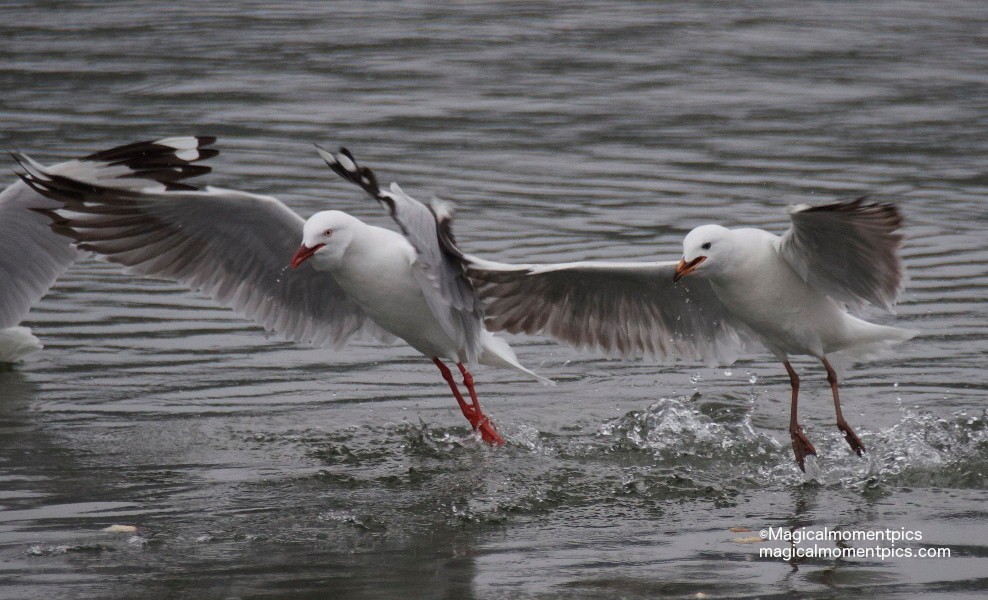 Australian-Silver-Gull
