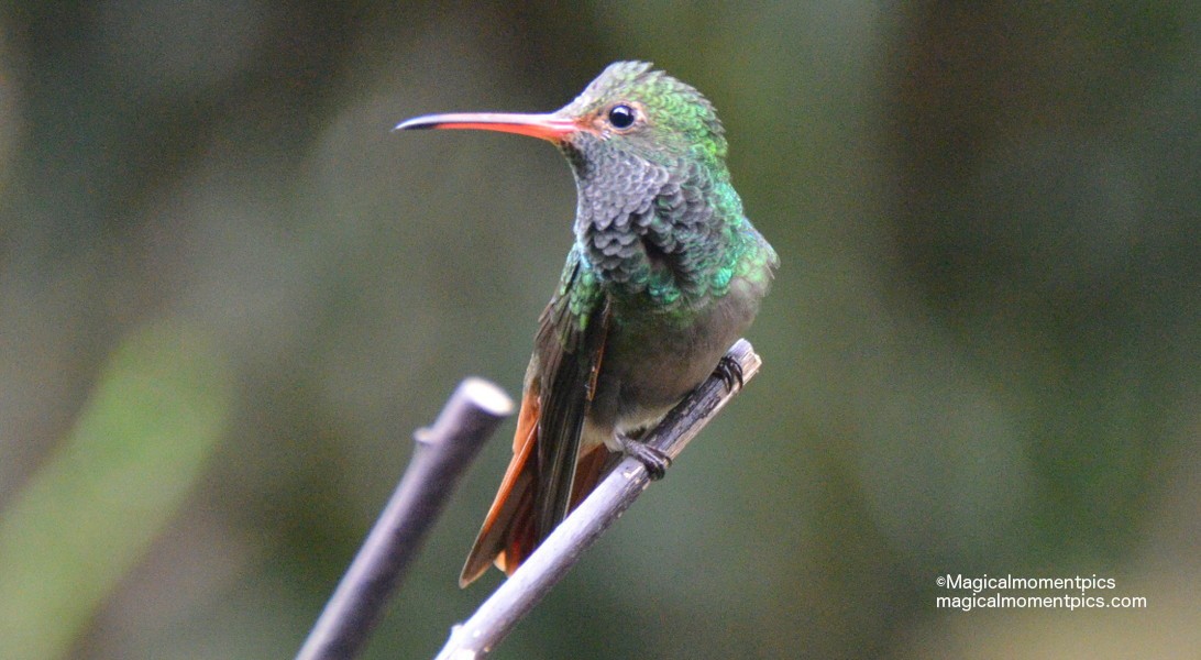 Rufous-tailed-hummingbird