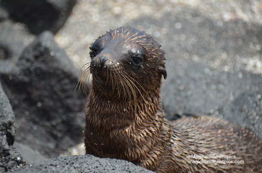 Sea Lion Pup