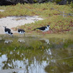 black-necked-stilts-galapagos-3