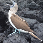 blue-footed-boobie