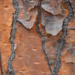 cactus-tree-bark