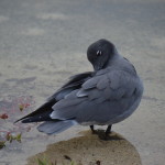 lava-gull-galapagos-1