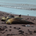 sea-lions-relaxing-on-red-beach-galapagos