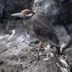 striated-heron-galapagos